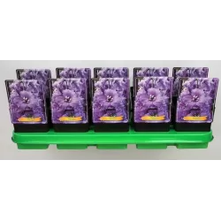 Pentinius - Delphinium CAMELLIARD