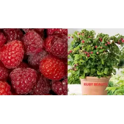 Užsisakyk augalus pavasariui jau dabar