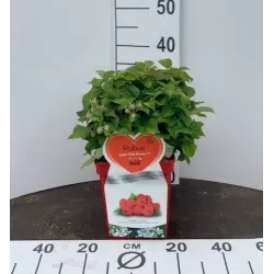 Užsisakyk augalus pavasariui jau dabar