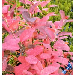 Kanadinė medlieva - Amelanchier canadensis GLENNFORM RAINBOW PILLAR