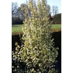 Serviceberry - Amelanchier canadensis GLENNFORM RAINBOW PILLAR