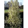 Serviceberry - Amelanchier canadensis GLENNFORM RAINBOW PILLAR