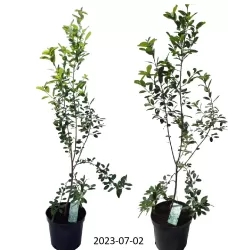 Kanadinė medlieva - Amelanchier canadensis GLENNFORM RAINBOW PILLAR