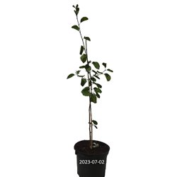 Serviceberry - Amelanchier alnifolia SMOKY (Smokey)