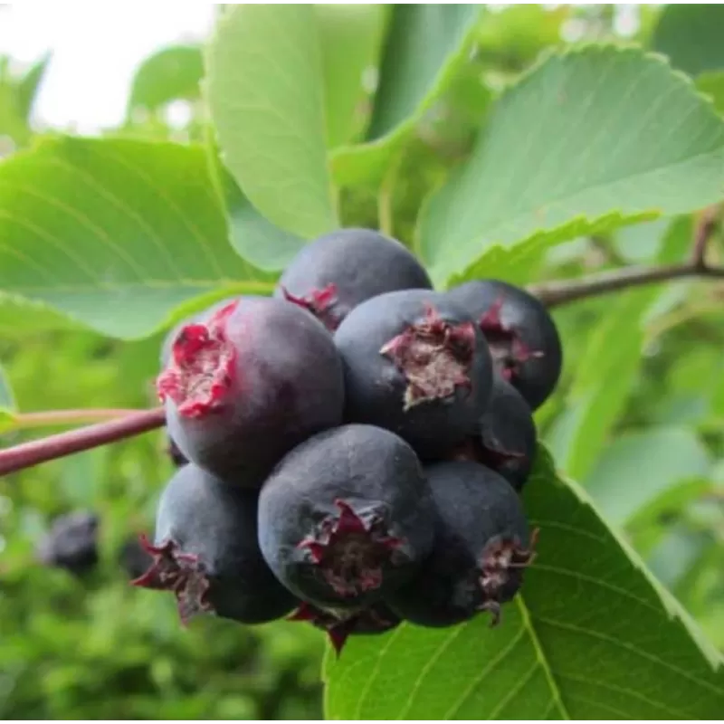 Serviceberry - Amelanchier alnifolia SMOKY (Smokey)