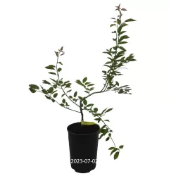 Aukštoji medlieva - Amelanchier arborea ROBIN HILL