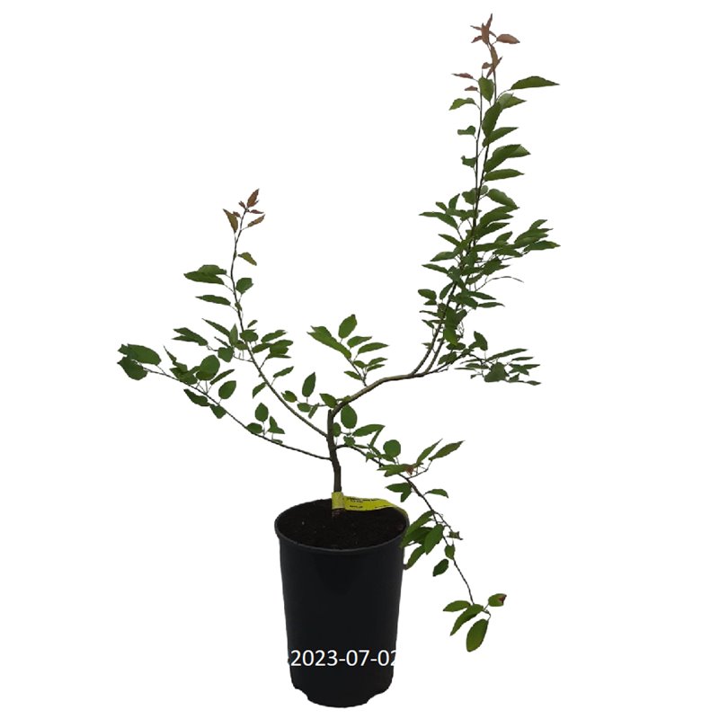 Aukštoji medlieva Amelanchier arborea ROBIN HILL Konteineris C7R