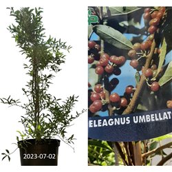 Autumn Olive - Elaeagnus umbellata POINTILLA® AMOROSO®