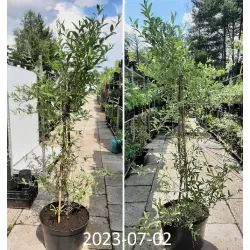 Skėtinis žilakrūmis (kultūrinis) - Elaeagnus umbellata POINTILLA® AMOROSO®