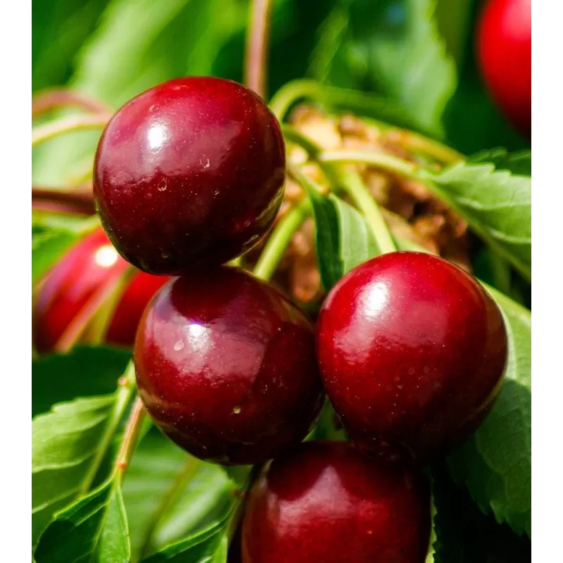 Prunus cerasus GRONIASTA (Újfehértói fürtös)