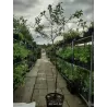 Vyšnia - Prunus cerasus GRONIASTA (Újfehértói fürtös)