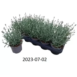 Tikroji levanda baltažiedė forma - Lavandula angustifolia WHITE SUMMER