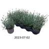 Tikroji levanda baltažiedė forma - Lavandula angustifolia Ellagance Ice (ALBA