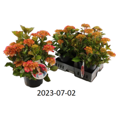 Darželinė hortenzija - Hydrangea macrophylla Dutch Ladies Selma