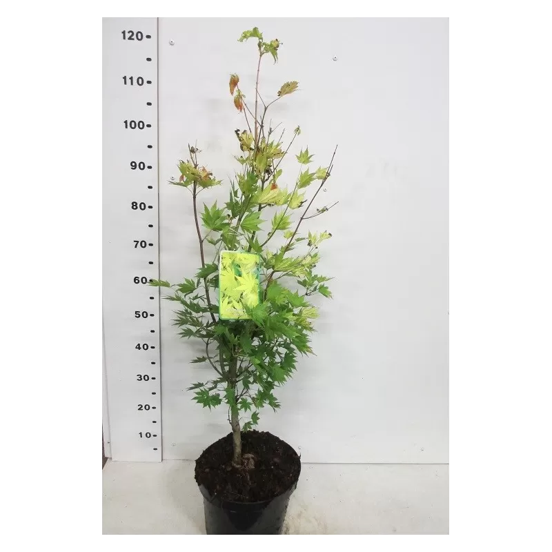 Medžiai ir krūmai internetu su pristatymu į namus visoje Lietuvoje