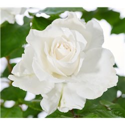 Rožė - Rosa ANNAPURNA