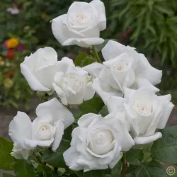 Rožė - Rosa ANNAPURNA