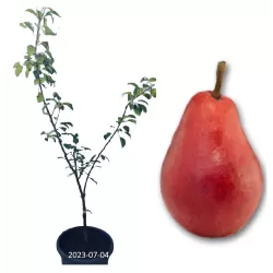 Kriaušė - Pyrus communis RAUDONA KLIAPO MĖGSTAMOJI