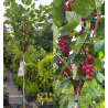 Red Currant - Ribes rubrum JONKHEER VAN TETS
