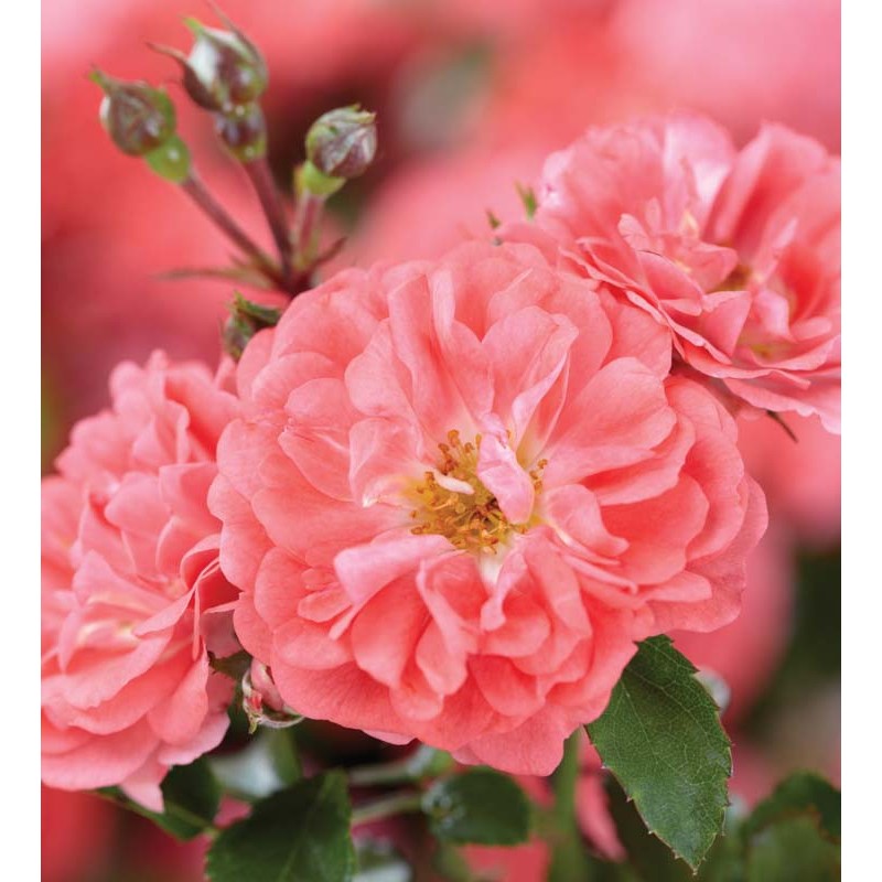 Rožė - Rosa CORAL DRIFT