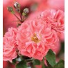 Rožė - Rosa CORAL DRIFT