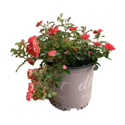 Rožė - Rosa CORAL DRIFT