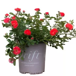 Rožė - Rosa CORAL DRIFT