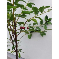 Trešnė - Prunus avium STELLA
