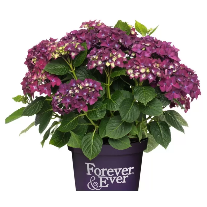 Hydrangea FOREVER & EVER ® PURPLE