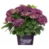 Darželinė (didžialapė) hortenzija - Hydrangea FOREVER & EVER® PURPLE