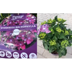 Hydrangea FOREVER & EVER ® PURPLE