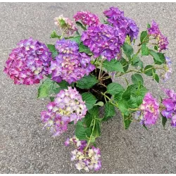 Darželinė (didžialapė) hortenzija - Hydrangea FOREVER & EVER® PURPLE