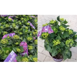 Darželinė (didžialapė) hortenzija - Hydrangea FOREVER & EVER® PURPLE