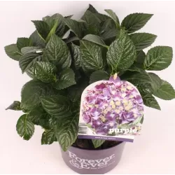 Darželinė (didžialapė) hortenzija - Hydrangea FOREVER & EVER® PURPLE