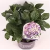Darželinė (didžialapė) hortenzija - Hydrangea FOREVER & EVER® PURPLE