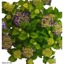 Hydrangea FOREVER & EVER ® PURPLE