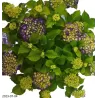 Darželinė (didžialapė) hortenzija - Hydrangea FOREVER & EVER® PURPLE