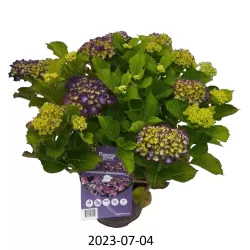Darželinė (didžialapė) hortenzija - Hydrangea FOREVER & EVER® PURPLE