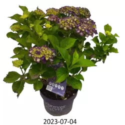 Hydrangea FOREVER & EVER ® PURPLE