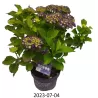 Hydrangea FOREVER & EVER ® PURPLE