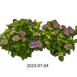 Hydrangea FOREVER & EVER ® PURPLE