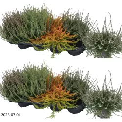 Paprastasis viržis - Calluna vulgaris Mėgsta gerai nudrenuotą rūgščią dirvą, saulėtą vietą.