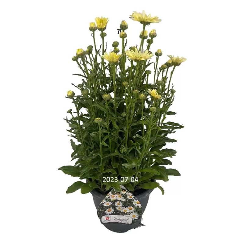 Leucanthemum maximum BROADWAY LIGHTS