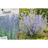 Perovskia atriplicifolia Lacey Blue