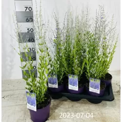 Perovskia atriplicifolia Lacey Blue