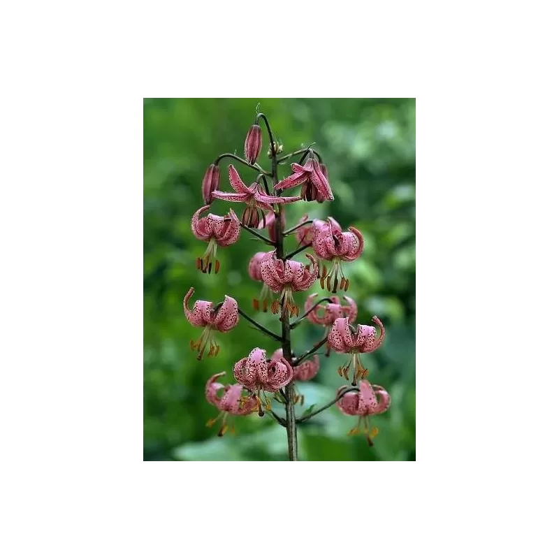 Užsisakyk augalus pavasariui jau dabar