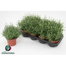 Lavandula ELLAGANCE ICE