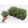Lavandula ELLAGANCE ICE