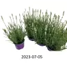 Lavandula ELLAGANCE ICE