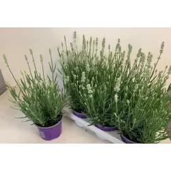 Lavandula ELLAGANCE ICE
